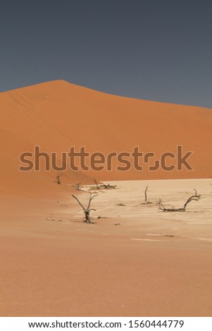 Dead camel thorn trees, Deadvlei, Namib Desert, Namibia
