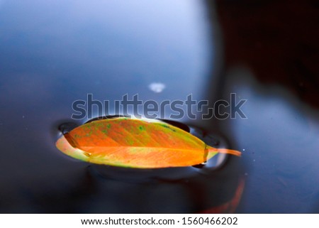 Leaf floating in the water