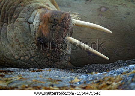Detail portrait of Walrus with big white tusk, Odobenus rosmarus, big animal in nature habitat on Svalbard, Norway.