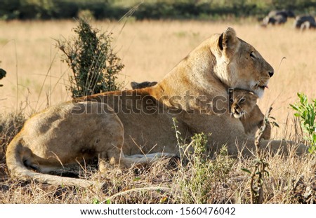 A closeup shot of a mother lion hugging her cute lion cub in the field