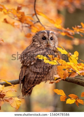 Tawny owl (Strix aluco) in autumn forest. Tawny owl sits on tree. Tawny owl and colorful autumn background. Royalty-Free Stock Photo #1560478586