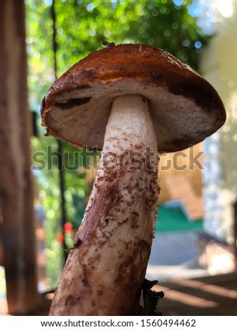 Mushroom in the forest in summer 