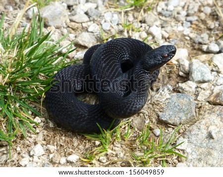 Black Vipera berus, European adderley, European viper - venomous. (Viperidae family) In the mountains of Styria in Austria. Royalty-Free Stock Photo #156049859