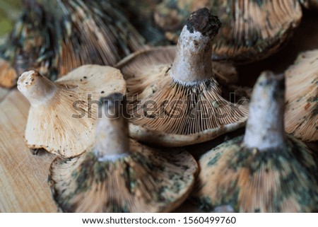 Lactarius deliciosus, commonly known as the saffron milk cap and red pine mushroom on a wooden background