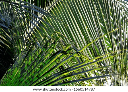Close up of coconut leaf, Nature background