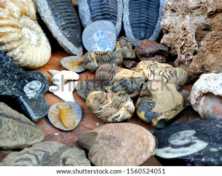 Picture of some Fossils in Morocco