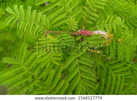 pink flowers bud flowering and green leaves plant growing in the garden, pattern background, nature photography