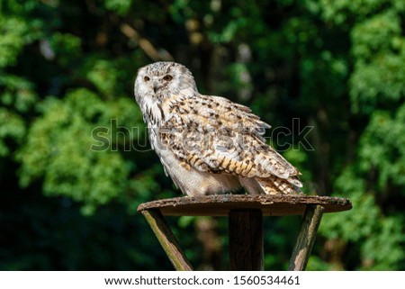Eurasian Eagle Owl, Bubo bubo in a german nature park