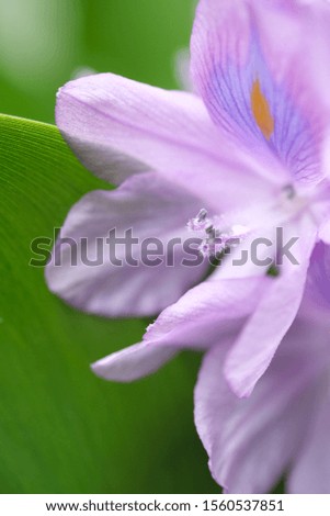 Close up image of Water Hyacinth flower in daylight on its green leaf background./ Focus on long stamens.