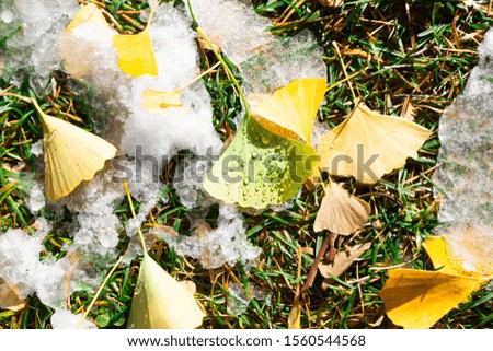 Japanese autumn/winter landscape with ginkgo leaves.