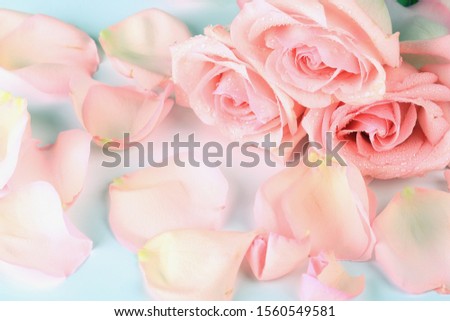 Roses. Rose petals. Pink color. Top view.