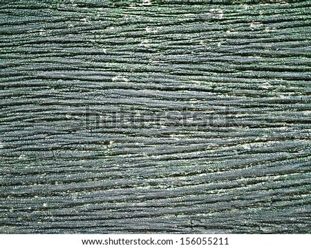 Brown wood bark texture background