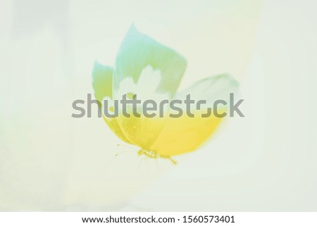 tropical color butterfly. double exposure. design for greeting card