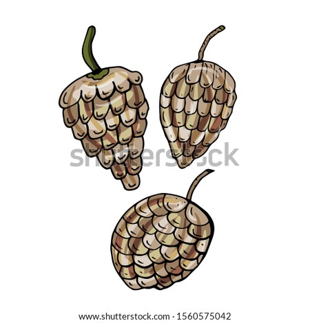 A hand drawn colorful fir cones for Christmas and New Year.  Fir cones  for decoration holiday cards and invitations to the winter holidays. Isolated on white.