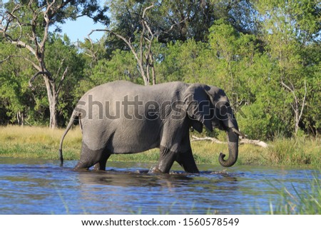 Elephant family crossing Chobe river Botswana Africa