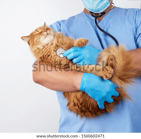 Veterinarian in blue uniform and sterile latex gloves holds and examines a big fluffy red cat, white background