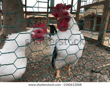 A picture of a chicken in a cage.
