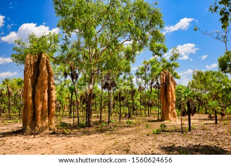 Termite mounds in Litchfield National Park, Northern Territory, Australia  Royalty-Free Stock Photo #1560624656