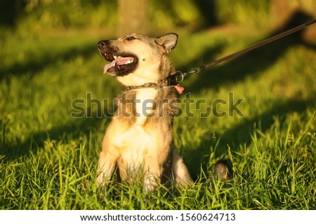beautiful gray dog on green grass, a husky cross