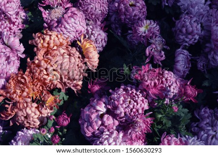 chrysanthemums are beautiful flowers of autumn. pink chrysanthemum.amazing chrysanthemums of the queen of autumn.when everything dies they come to life