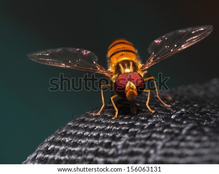 insects macro photo