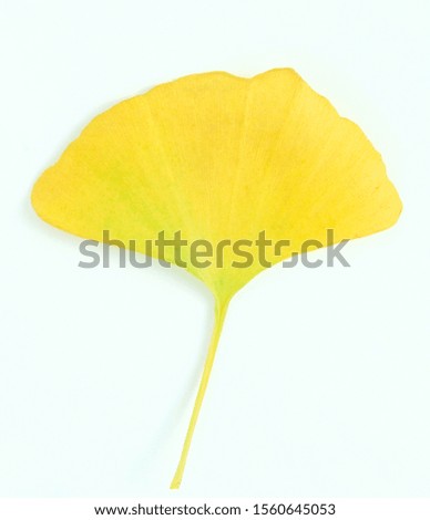 Yellow leaf texture isolated with white color