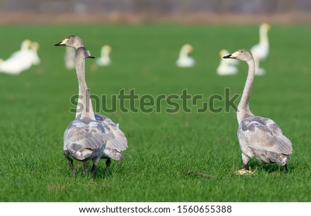 Three young whooper swans filmed on a bright green field of wheat on vacation. Close-up and detailed photo of birds