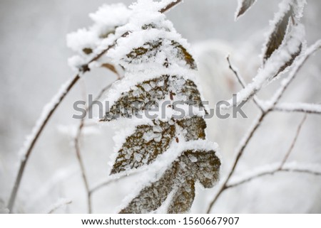 Frozen leaf covered with snow, ice and frost on the white background 