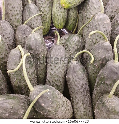 Macro photo vegetable cucumbers. Stock photo background green fresh cucumbers