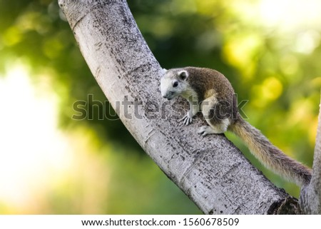 A squirrel climbing a tree