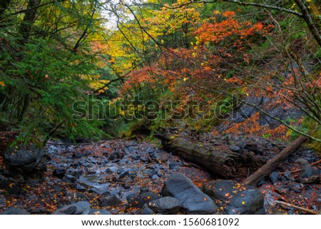 Beautiful autumn scenery in Taiwan, Asia. The fallen leaves make the stream a beautiful color picture