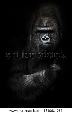Portrait of a powerful dominant male gorilla (physiognomy), stern face and powerful arm. isolated black background. Royalty-Free Stock Photo #1560681281