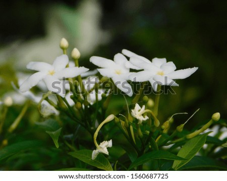 Picture of white flowers on green leaves
