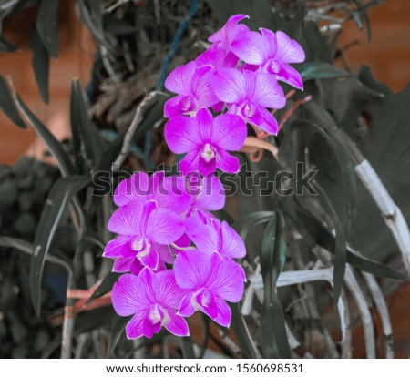 Picture of pink dendrobium orchids