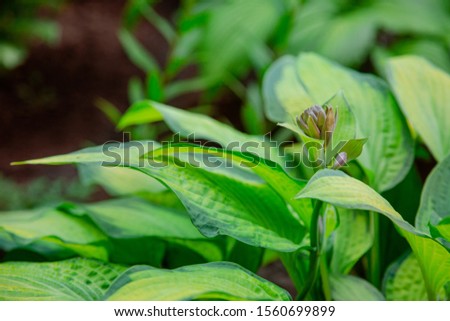 Lush foliage of decorative plant Hosta Funkia. Natural green background. Beautiful plant host in the flowerbed in the garden, Gardening.