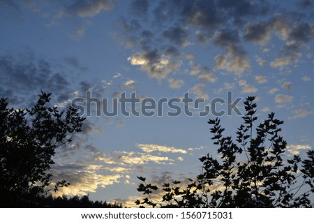 Clouds behind the branches of trees