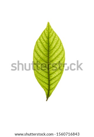 A fresh green leaf on the white background Royalty-Free Stock Photo #1560716843