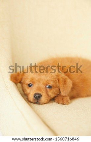Cute puppy  on a chair Royalty-Free Stock Photo #1560716846