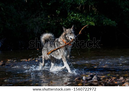 Husky running trough the river