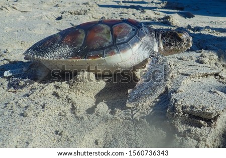 Green Sea Turtles at a marine conservation center  