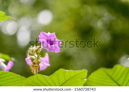 Purple flower in the park 