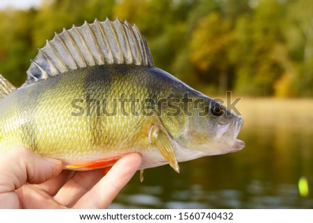 European perch close-up on a background of forest and sea, lake, river. Perca fluviatilis Royalty-Free Stock Photo #1560740432