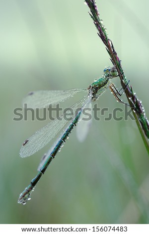 Wake up of a dragonfly