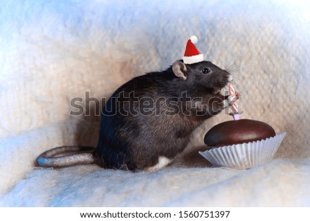 black rat in a Santa hat eats a cake with a candle celebrating the new year
