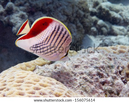 Eritrean Butterflyfish