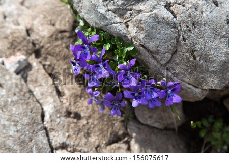 Alpine violet (Viola alpina)