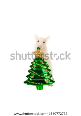 Rat with a Christmas toy isolated on a white background.            