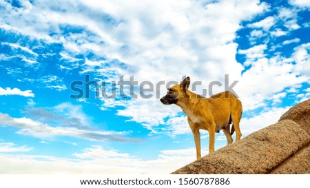 A dog standing on his rock amid the desert