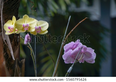 Phalaenopsis orchid flower.Queen of orcid flowers in Indonesian in tropical garden