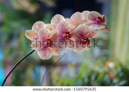 Indonesian Rare Orchid - Anggrek Indonesia